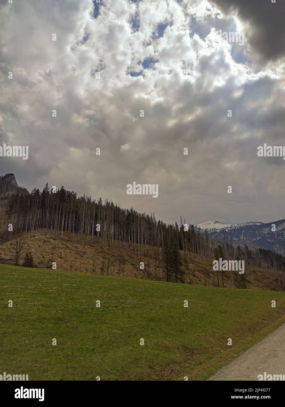 Weitwinkelansicht der Bergbäume im valley of Chochołów in Zakopane, Polen Stockfoto