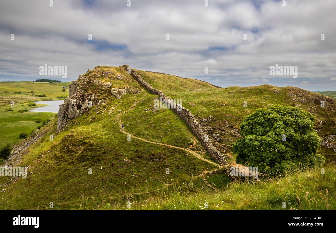 Hadrians Mauer steigt von Sycamore Gap zu Highshield Crag, Northumberland, England Stockfoto