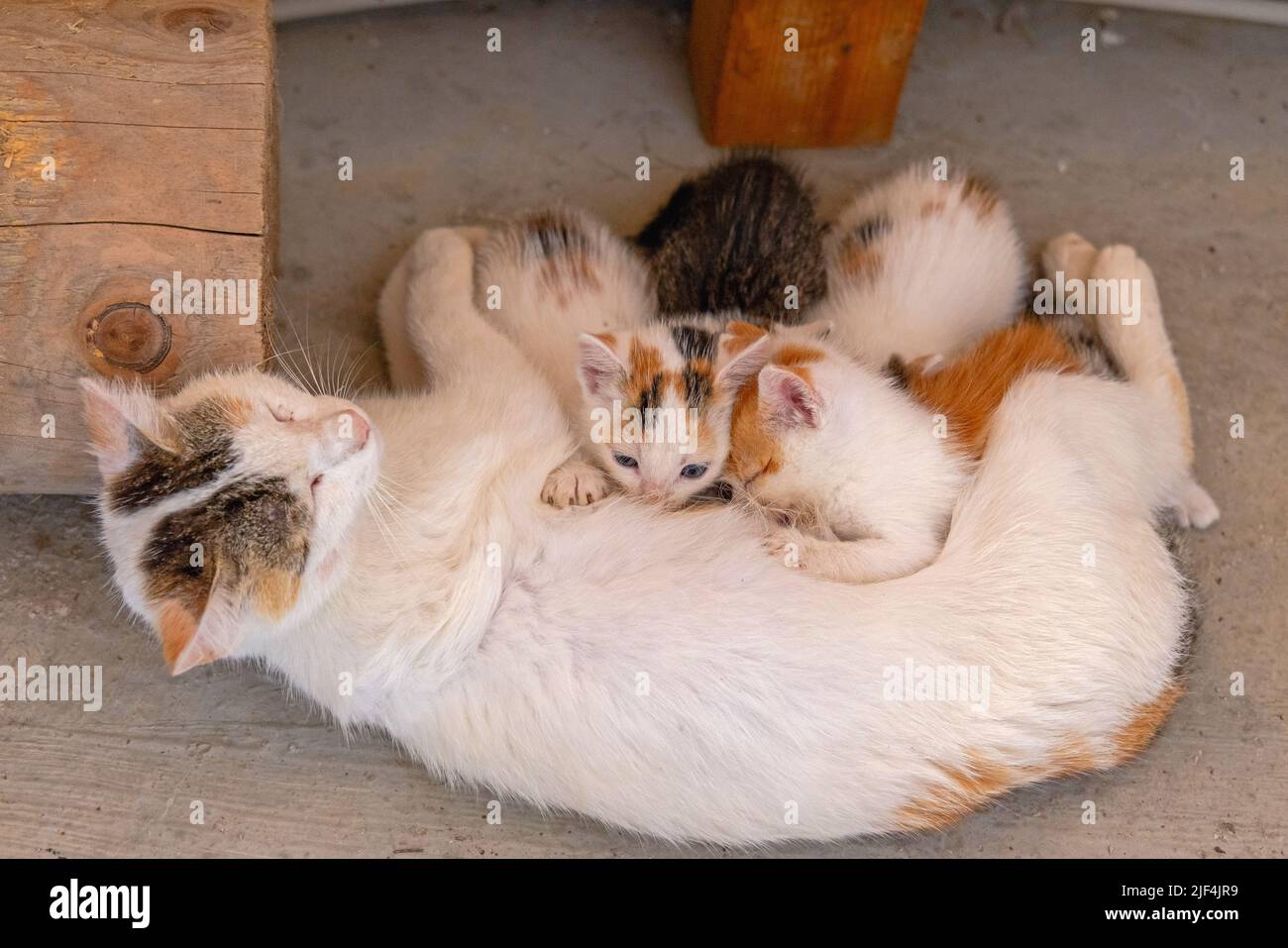 Neugeborene Baby Kätzchen Haustiere Mit Weißen Mutter Stockfoto