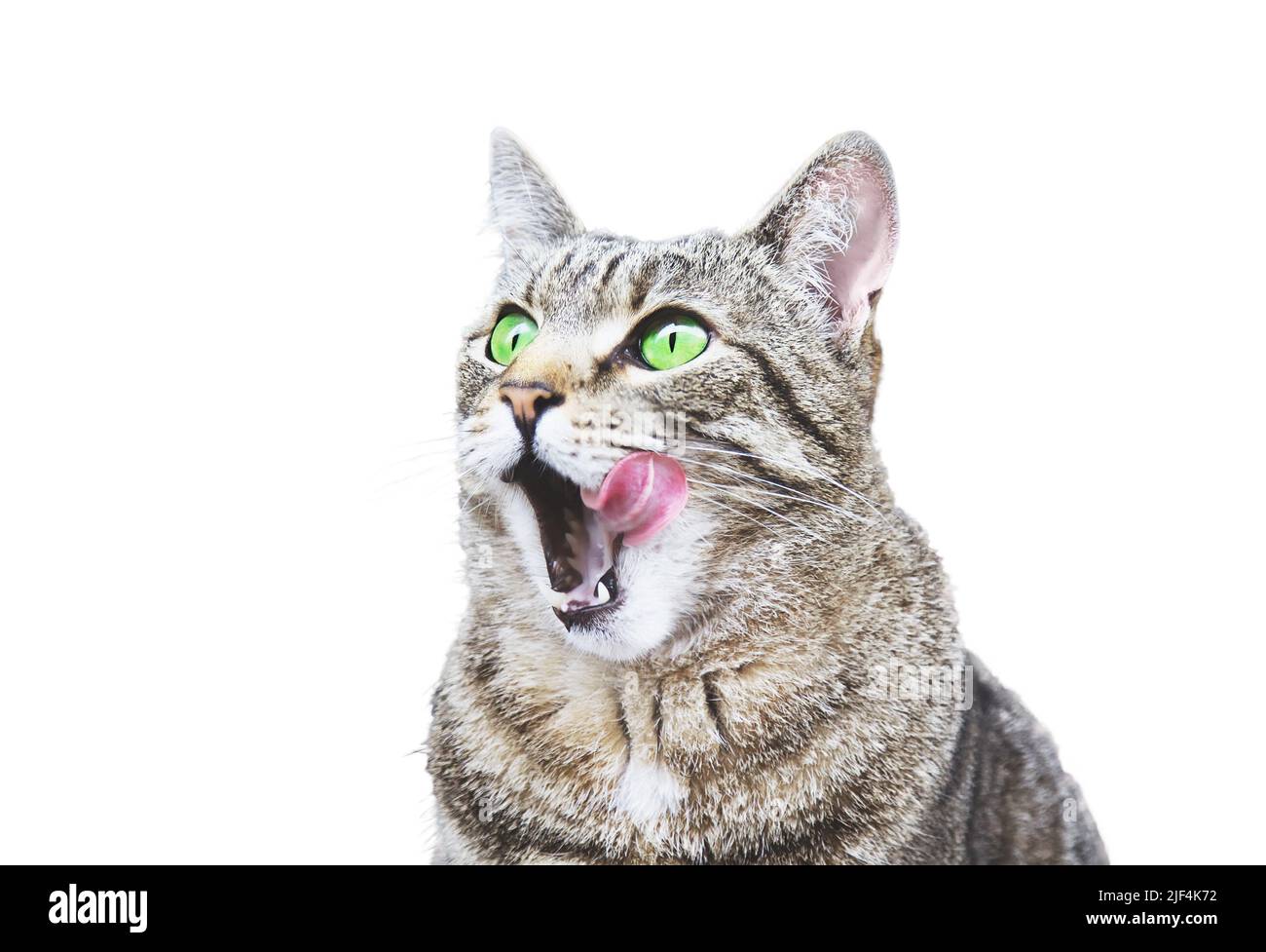 Portrait der lecken Katze mit grünen Augen im Freien. Isoliert auf weißem Hintergrund. Stockfoto