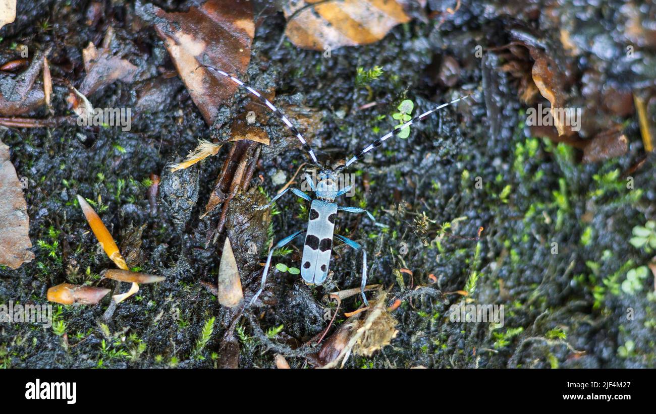Alpine Longhorn Beetle ein Rosalia Longicorn (Rosalia alpina), ein Longhorn Beetle in seiner heimischen Umgebung in der Slowakei Stockfoto