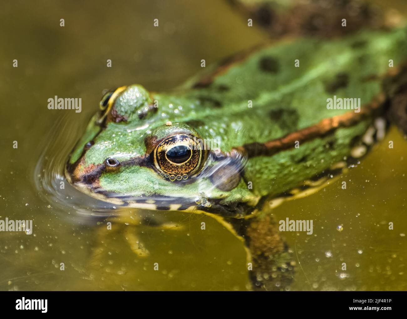 Grüner Frosch, der im Wasser schwimmend ist, mit Schwerpunkt auf seinem erstaunlichen gelben Auge Stockfoto