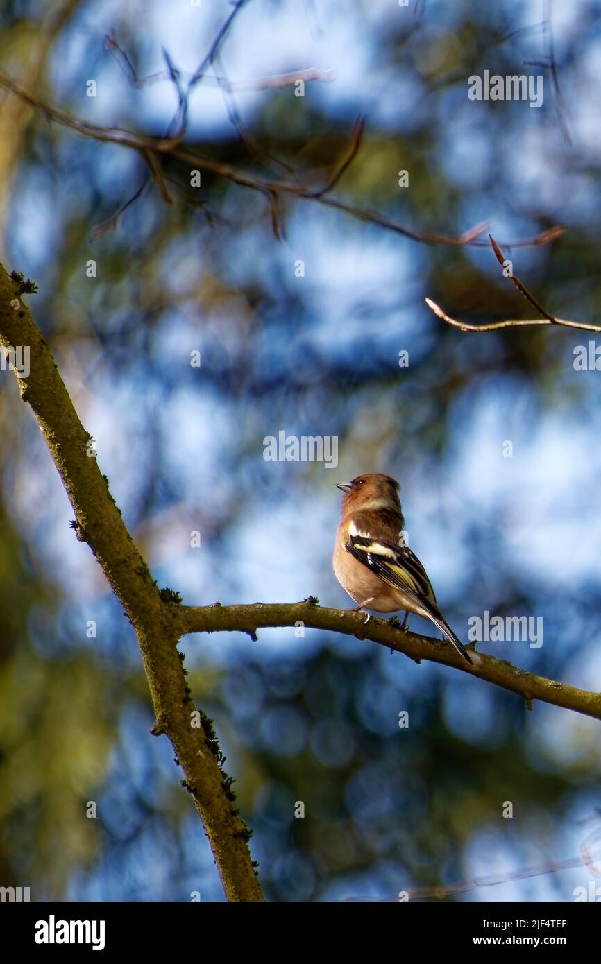 Brauner Fink mit gelben Flügeln sitzt allein auf einem Baumstamm Stockfoto