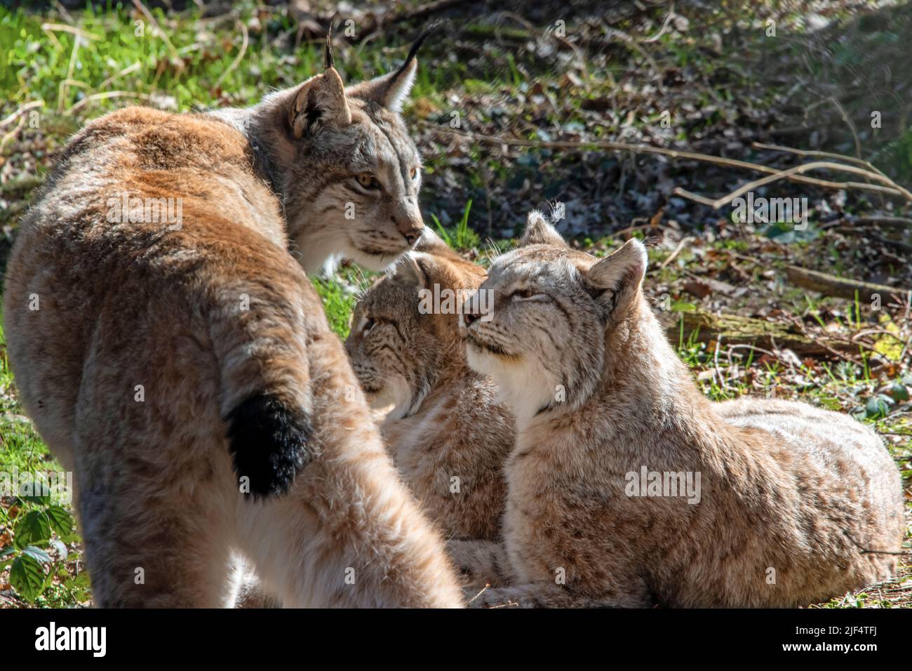 Nahansicht einer Gruppe von niedlichen braunen eurasischen Luchsen Stockfoto