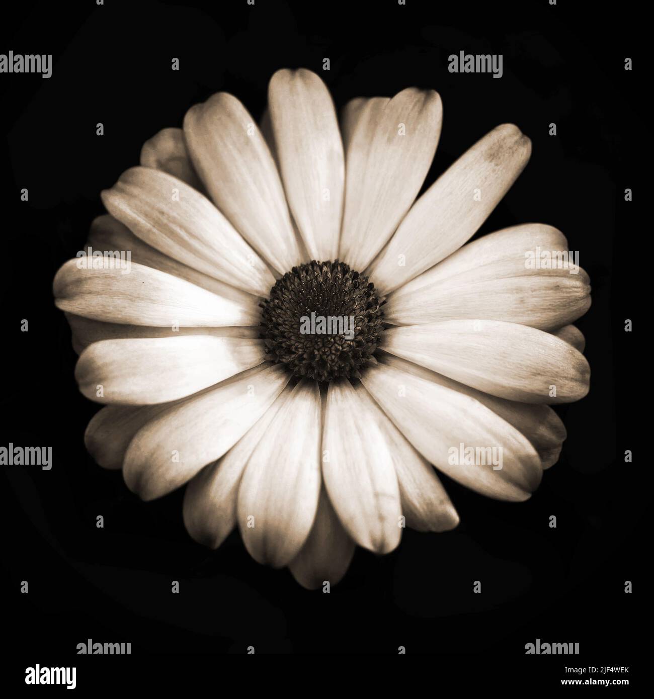 Sepia-Tonned African Daisy oder Osteospermum isoliert auf schwarzem Hintergrund Stockfoto
