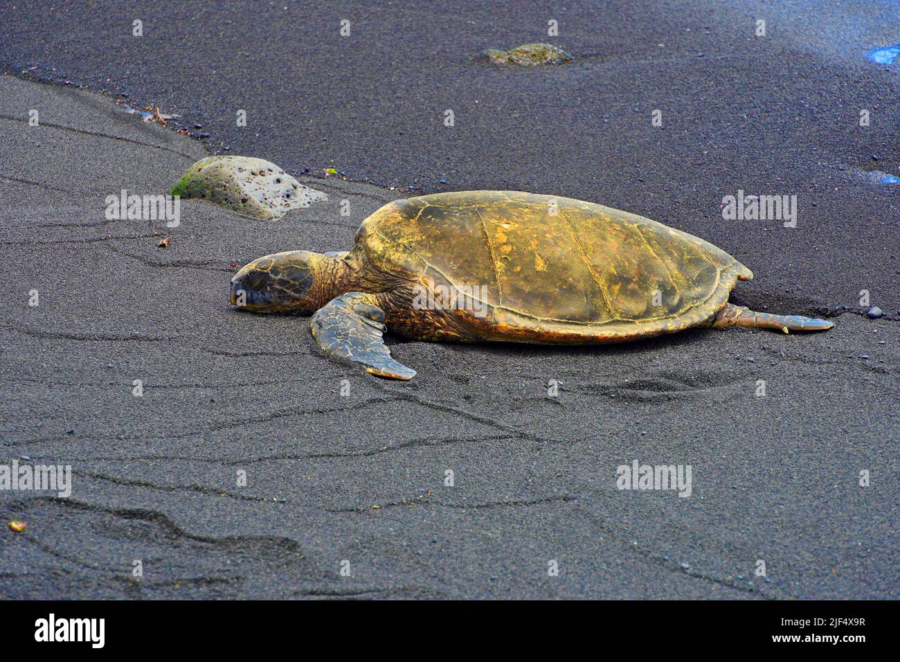 Gefährdete grüne Meeresschildkröten am Punaluu Black Sand Beach auf der Big Island von Hawaii Stockfoto