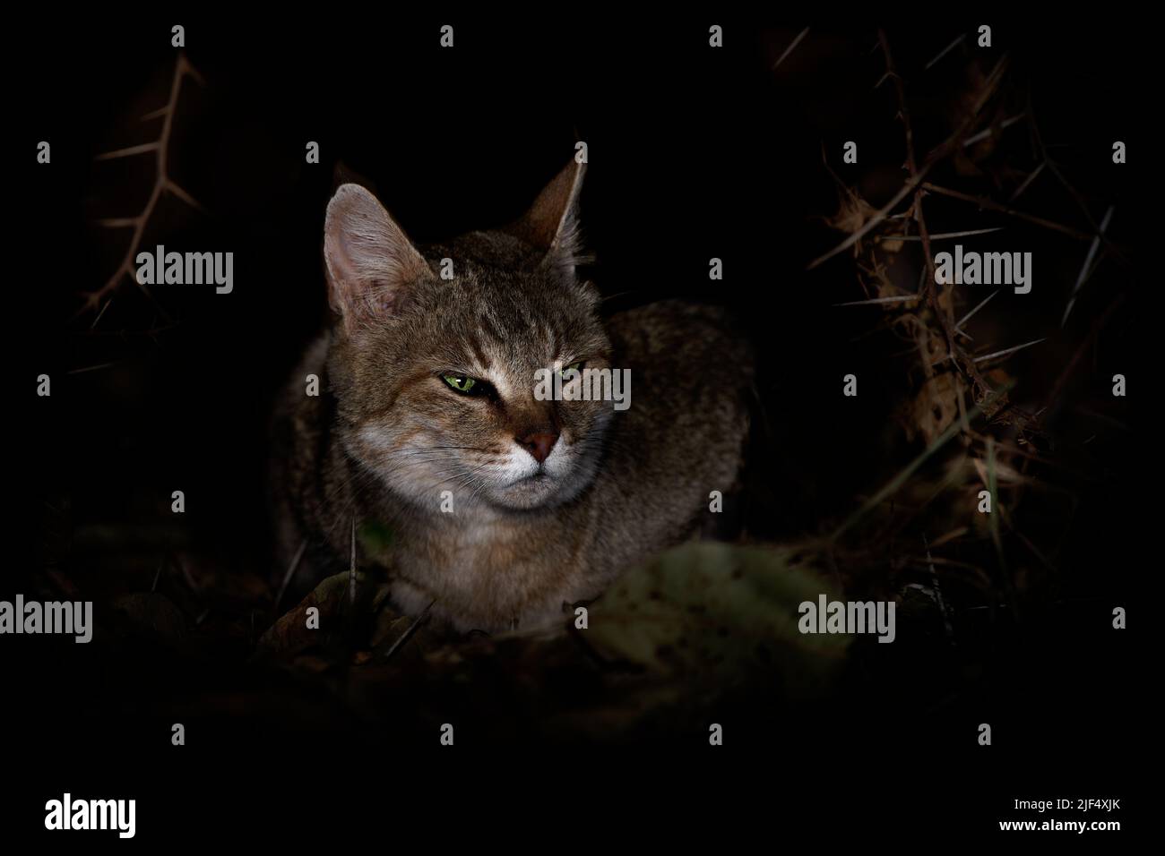 Afrikanische Wildkatze - Felis lybica kleine Katze aus Afrika, West- und Zentralasien in der Nacht, Felis silvestris, eine Vielzahl von Lebensräumen, vor allem Stockfoto