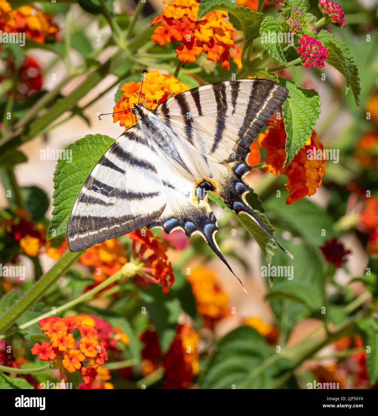 Der seltene Schwalbenschwanz Iphiclides podalirius auf orangen nektarreichen Lantana blüht in einem Garten auf Lefkada auf den ionischen Inseln Griechenlands Stockfoto