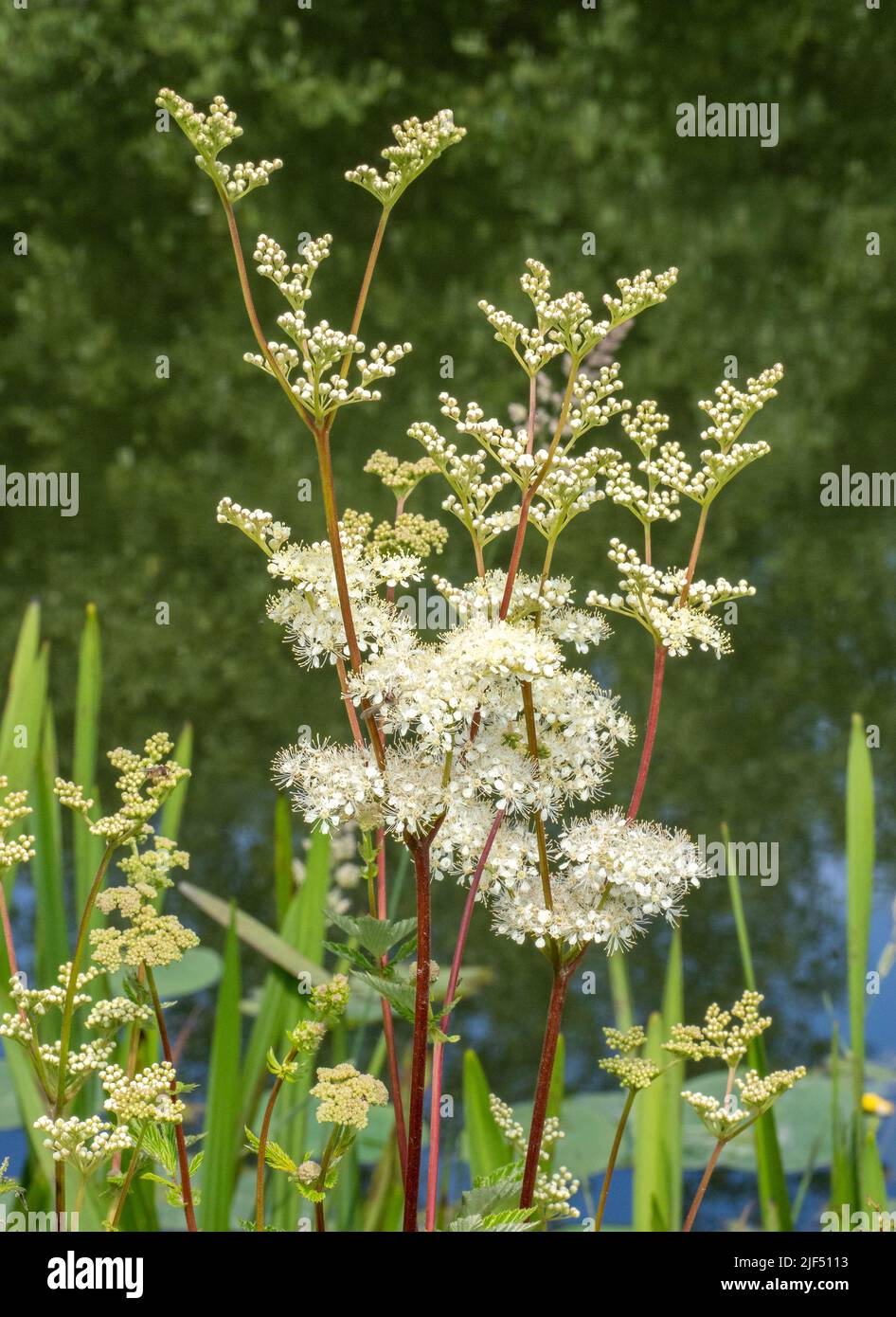 Blütenköpfe der Meadowsweet Filipendula ulmaria, die am Fluss Avon in Somerset UK wächst Stockfoto