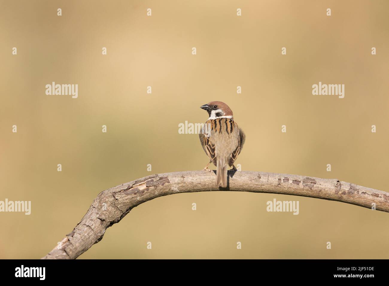 Baumsperling Passer montanus, Erwachsener auf Zweig, Macin, Rumänien, Juni Stockfoto