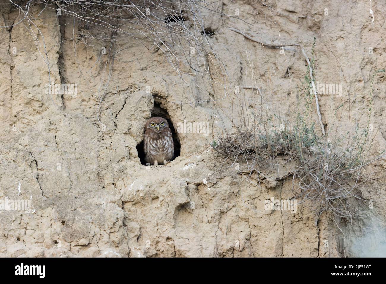 Kleine Eule Athene noctua, juvenil im Nestloch in der Sandwand, Macin, Rumänien, Juni Stockfoto