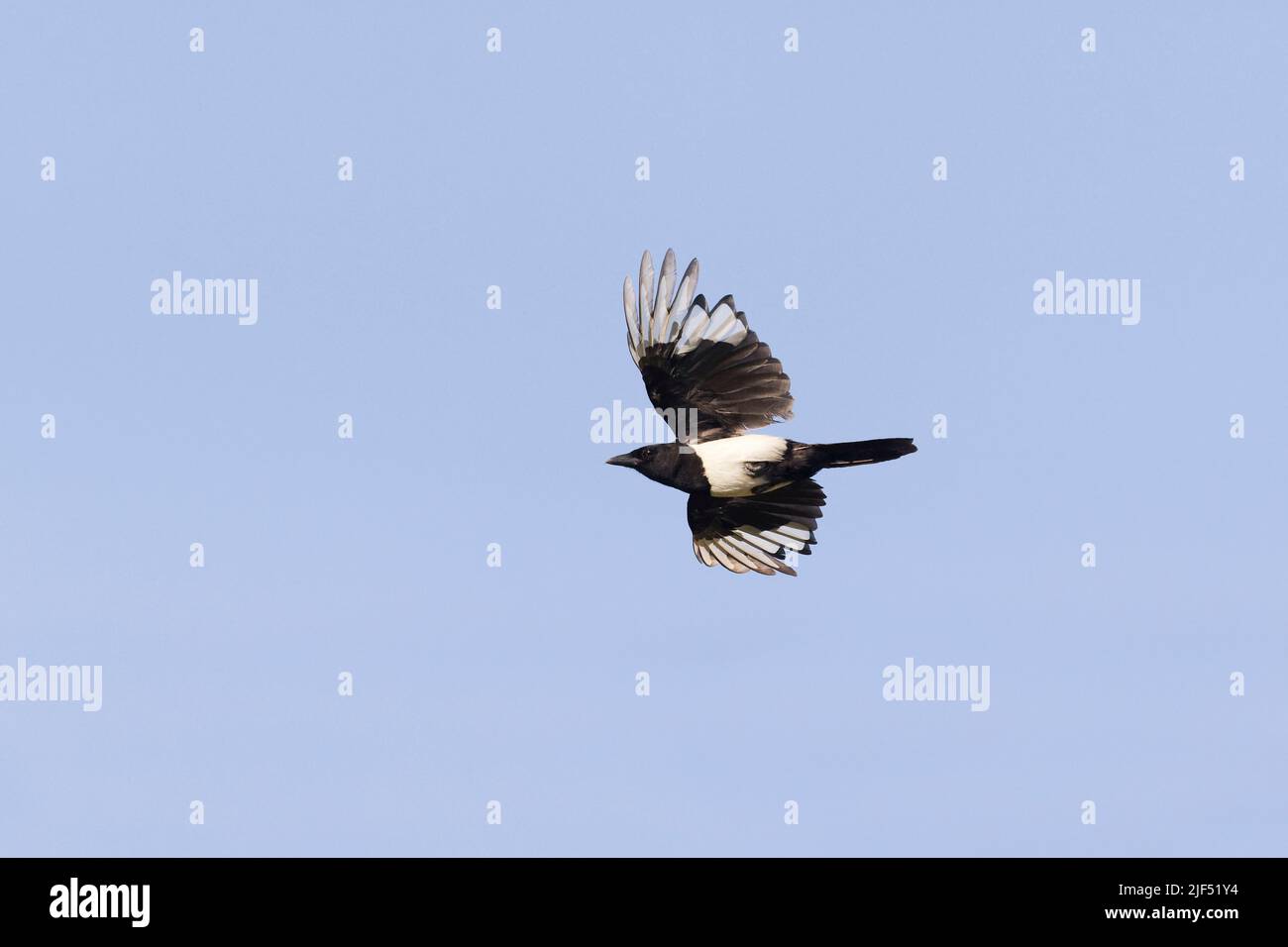 Elster Pica pica, Jugendfliegen, Macin, Rumänien, Juni Stockfoto