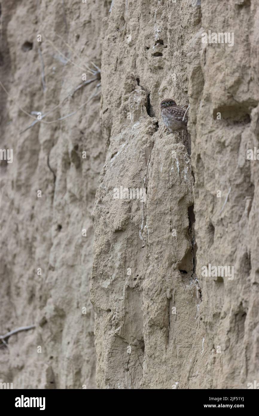 Kleine Eule Athene noctua, Jungtier auf Sandwand, Macin, Rumänien, Juni Stockfoto
