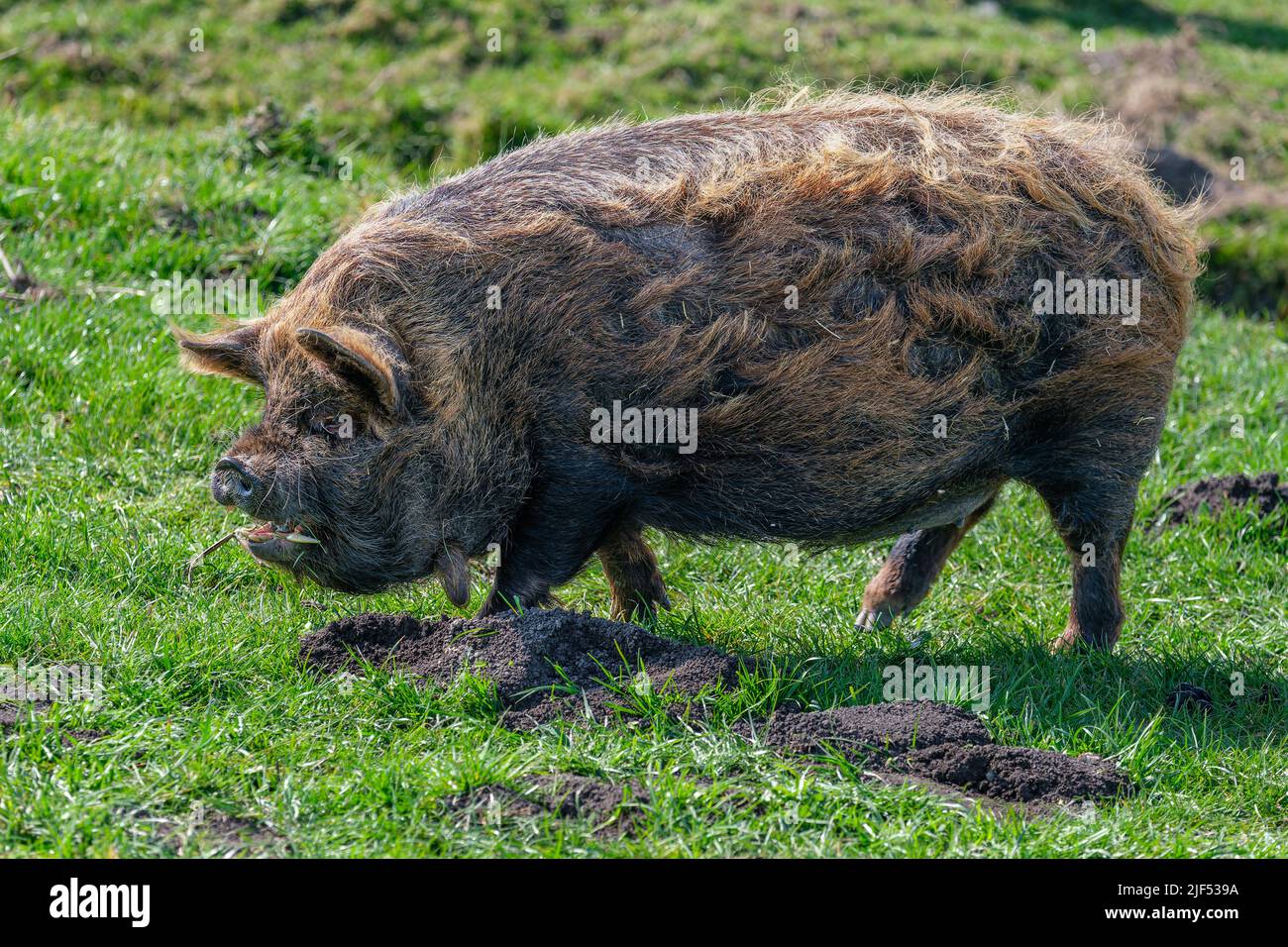 Braun gefärbtes Kune Kune Schwein mit dickem, langem lockigen Haarkleid auf der Suche nach Futter auf einer Wiese. Stockfoto