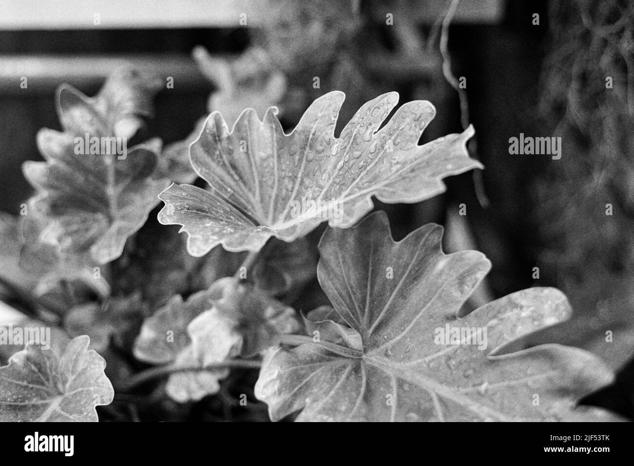 Alocasia - Black Magic - Elefantenohrpflanze im Gewächshaus des historischen Lyman Estate. Bild, das auf einem analogen Film aufgenommen wurde. Waltham, Massachusetts, USA Stockfoto
