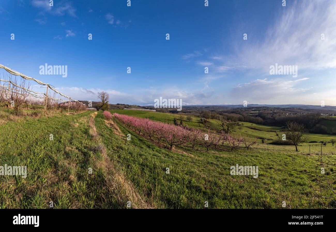 Les trois Villages - Vue panoramique des champs de pêchers fleuris Stockfoto