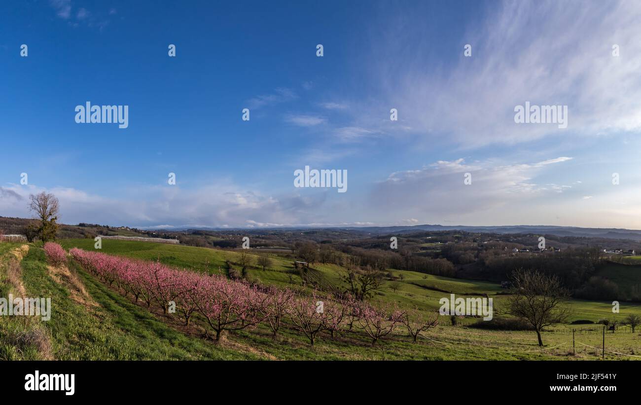 Les trois Villages - Vue panoramique des champs de pêchers fleuris Stockfoto