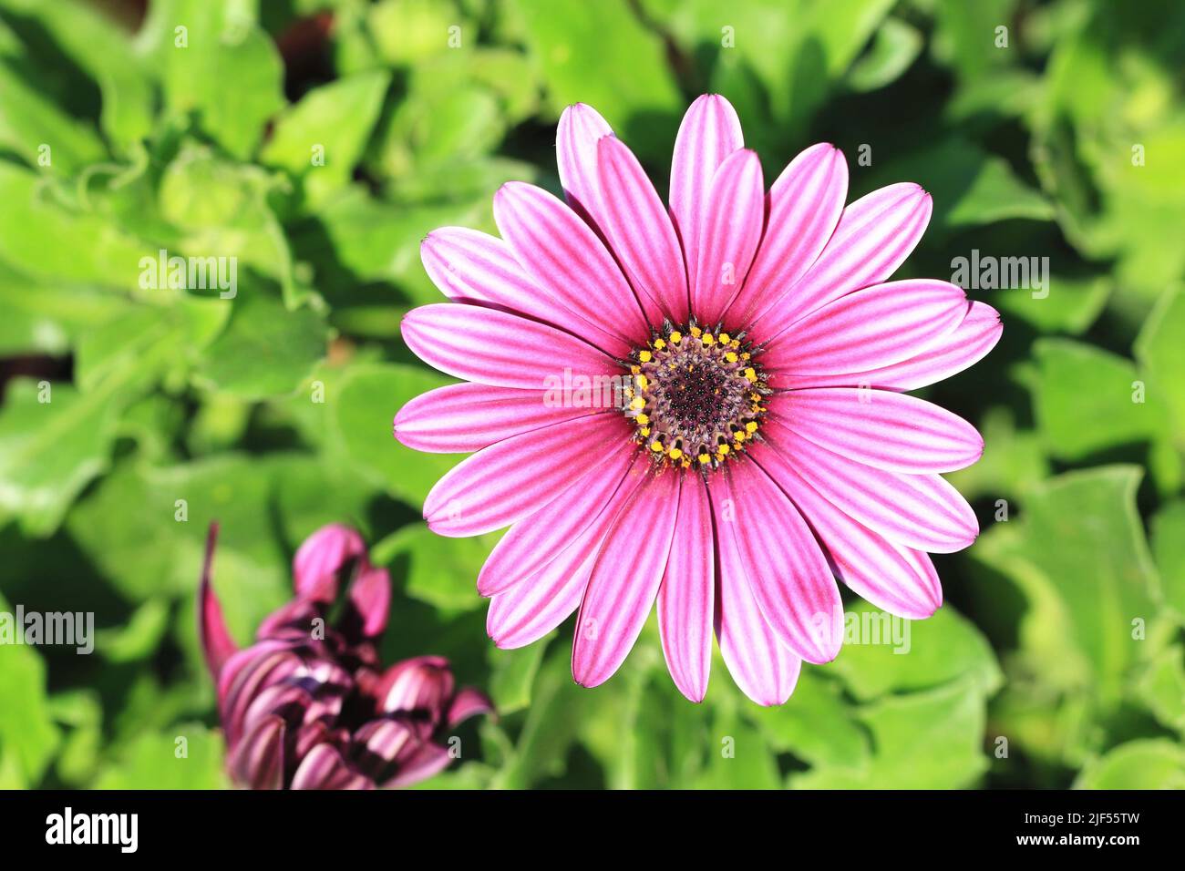 Blauäugige Gänseblümchen (mit afrikanischer Gänseblümchen, Cape Daisy, südafrikanischer Gänseblümchen, Löffel-Gänseblümchen) blühen im Garten, aus nächster Nähe Stockfoto