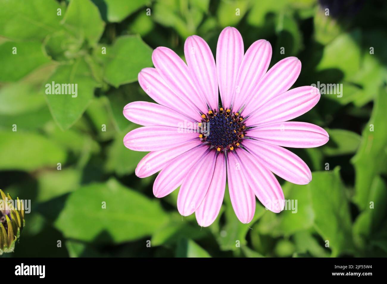 Blauäugige Gänseblümchen (mit afrikanischer Gänseblümchen, Cape Daisy, südafrikanischer Gänseblümchen, Löffel-Gänseblümchen) blühen im Garten, aus nächster Nähe Stockfoto