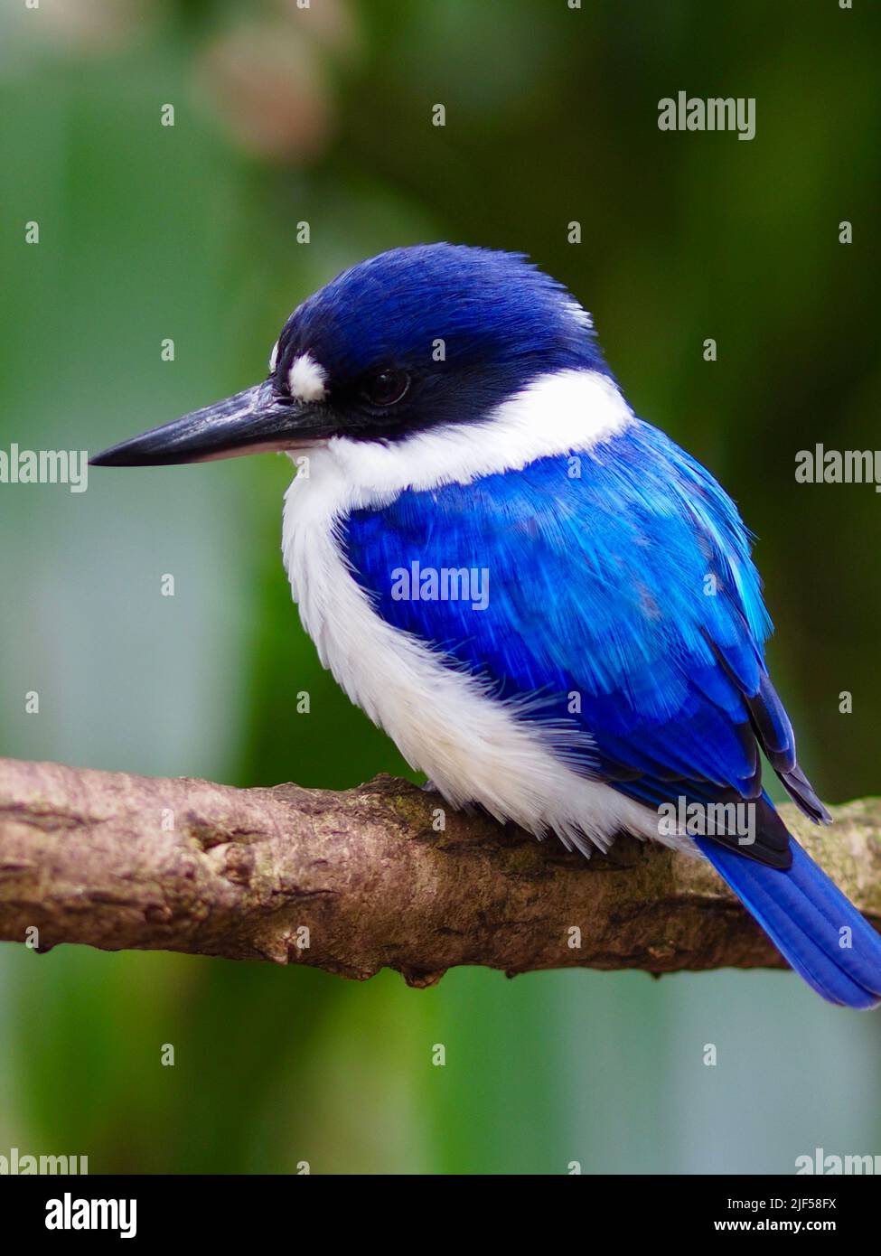 Attraktiver, schillernder Waldkiefer mit funkelnden Augen und strahlendem Gefieder. Stockfoto Attraktiver, schillernder Waldkiefer mit funkelnden Augen und strahlendem Gefieder. Stockfoto