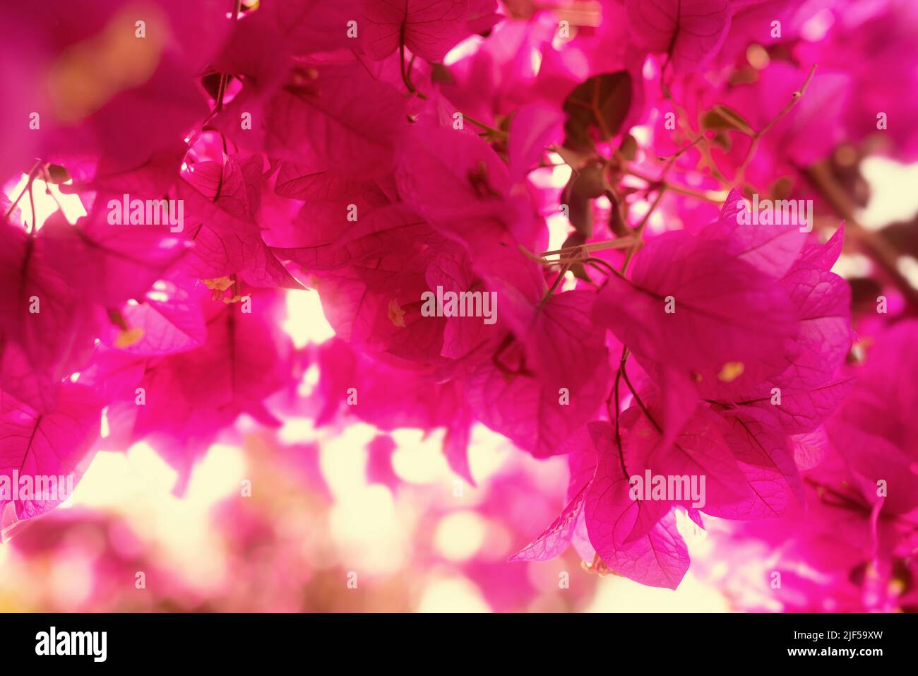 Bougainvillea blüht. Meist verschwommener floraler rosa Hintergrund Stockfoto