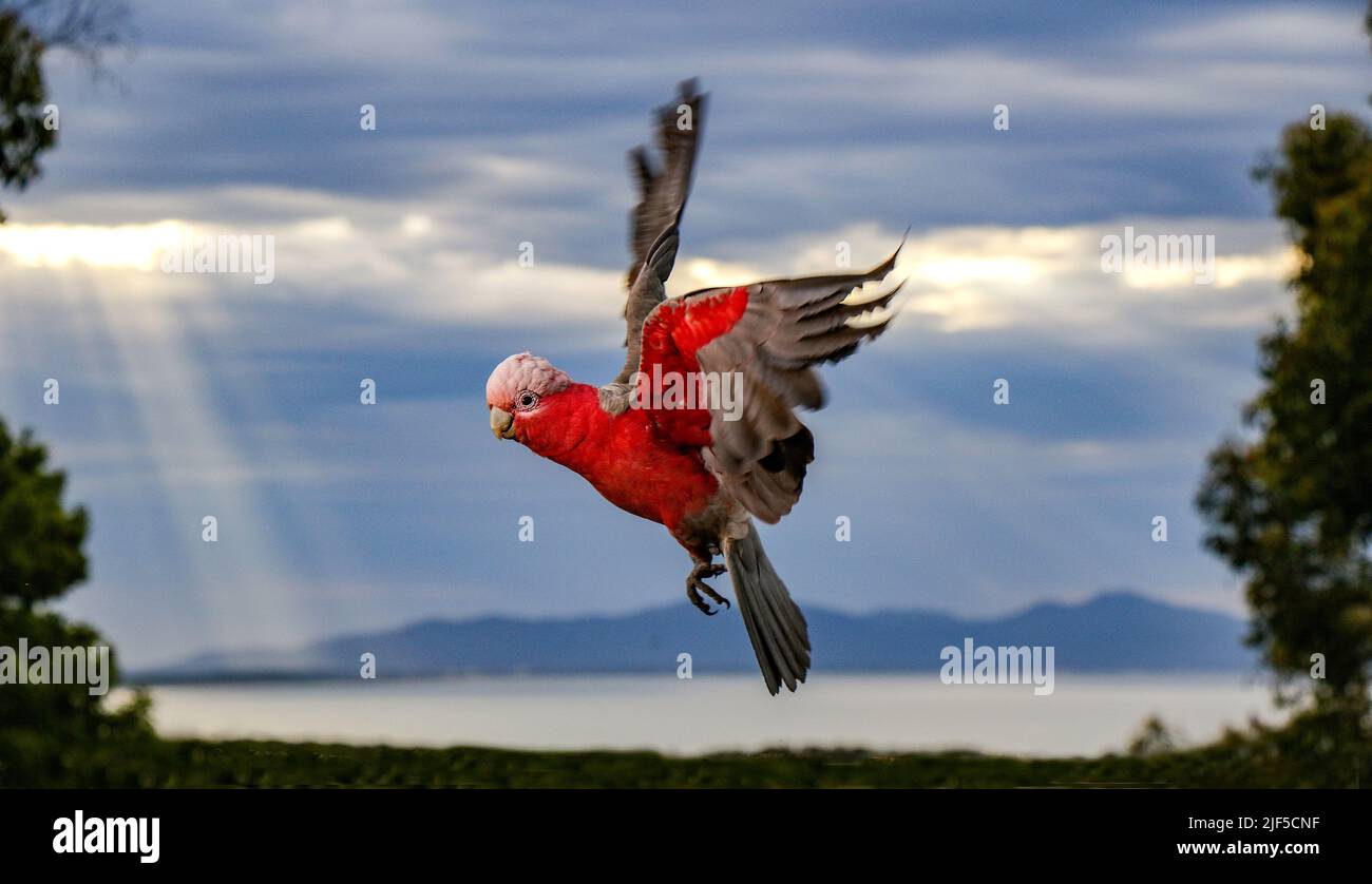 Einheimische Australische Vögel. Ein schöner GALAH im Vollflug mit ausgebreiteten Flügeln. Stockfoto
