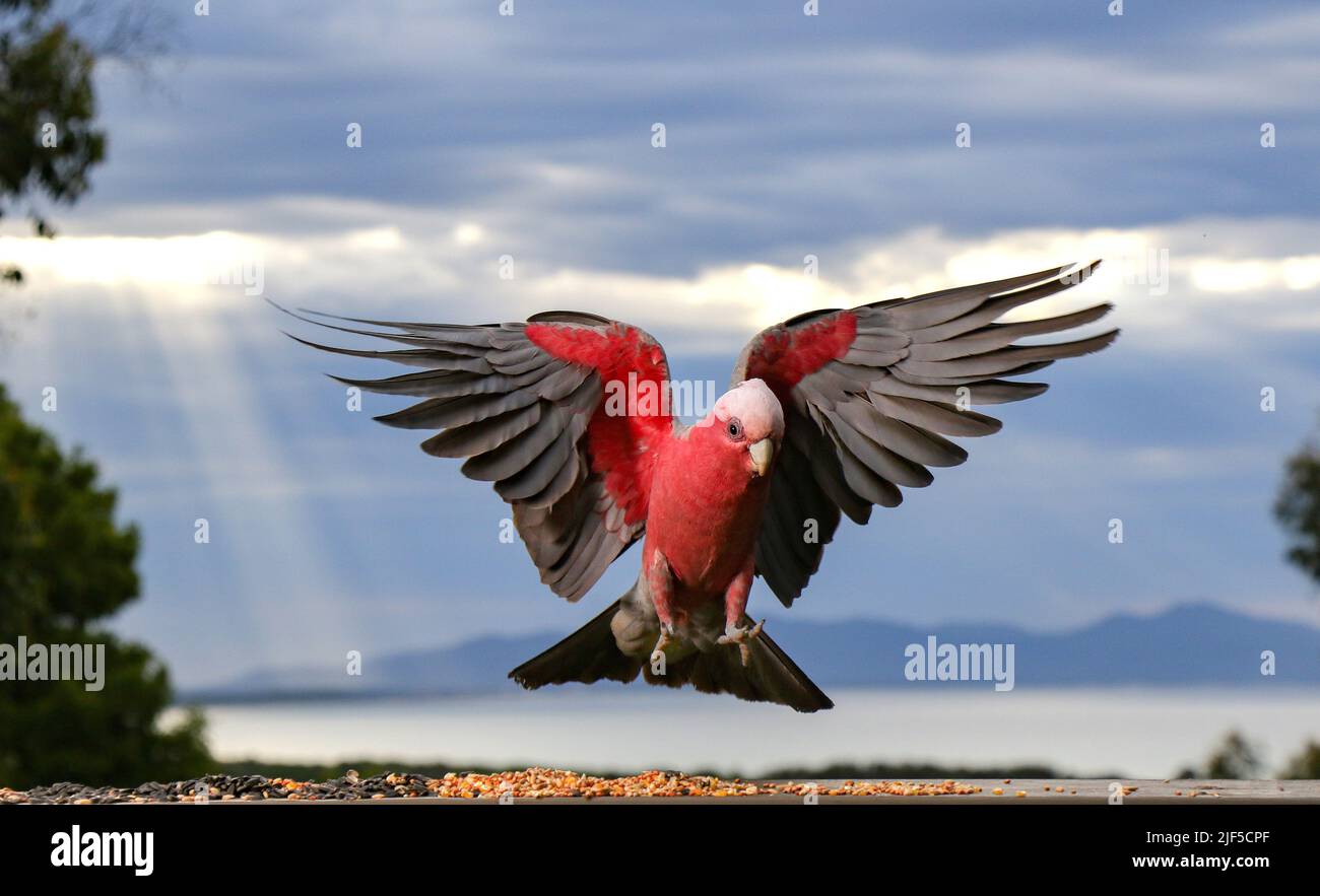 Einheimische Australische Vögel. Ein schöner GALAH im Vollflug mit ausgebreiteten Flügeln. Stockfoto