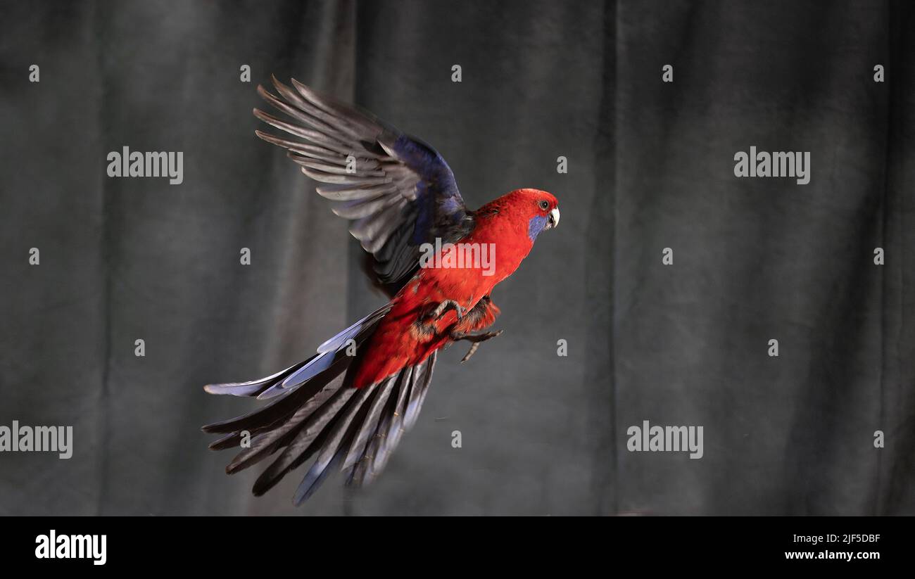 Einheimische Australische Vögel. Eine rosella im Vollflug mit ausgebreiteten Flügeln. Stockfoto