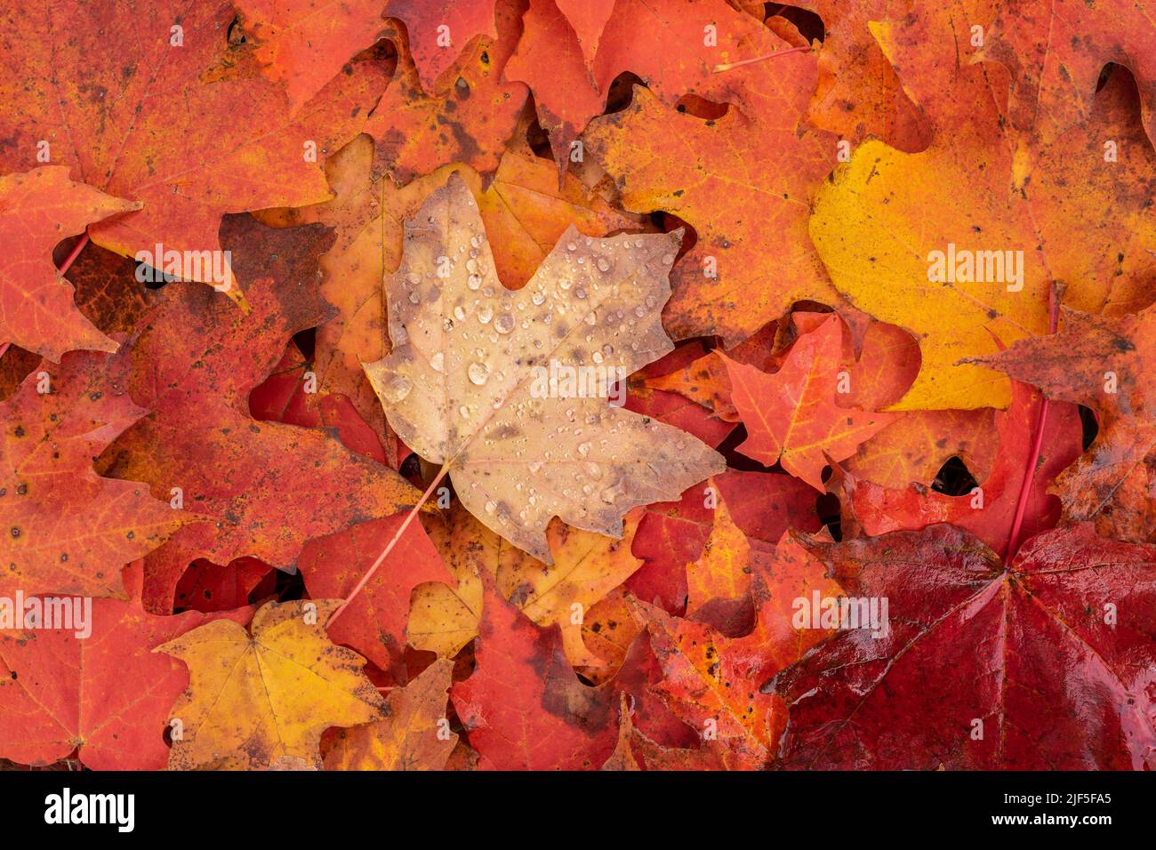 Herbst Ahornblatt Haufen mit Regentropfen Stockfoto