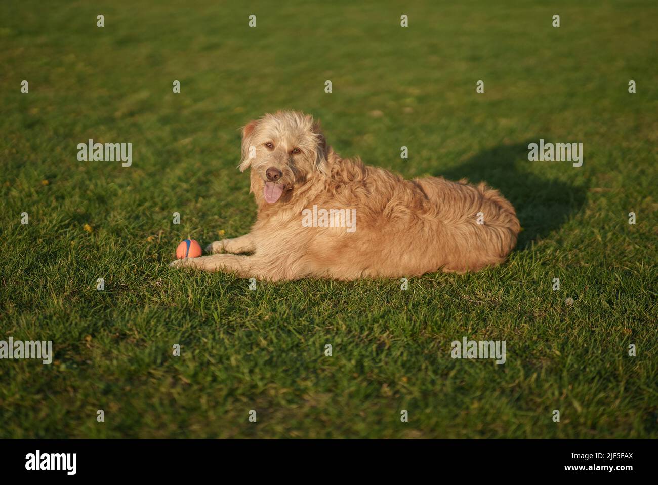 Labradoodle legt sich mit Ball nieder Stockfoto