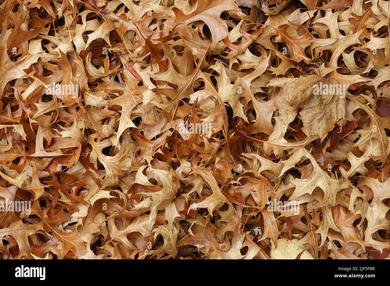 Stapel von Herbsteichen-Blättern Stockfoto