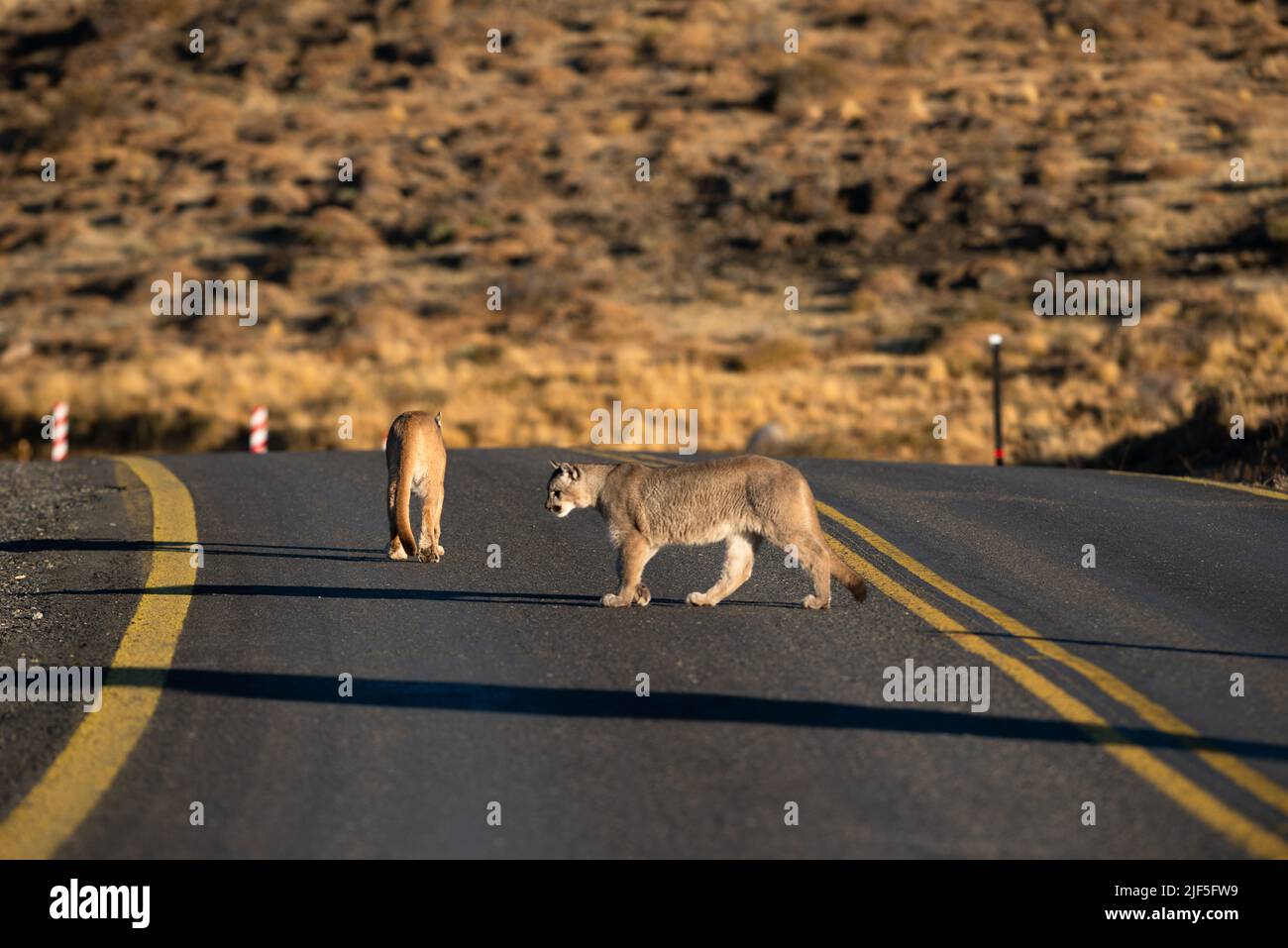 Puma überquert eine Straße in der Nähe des Nationalparks Torres del Paine, Chile Stockfoto