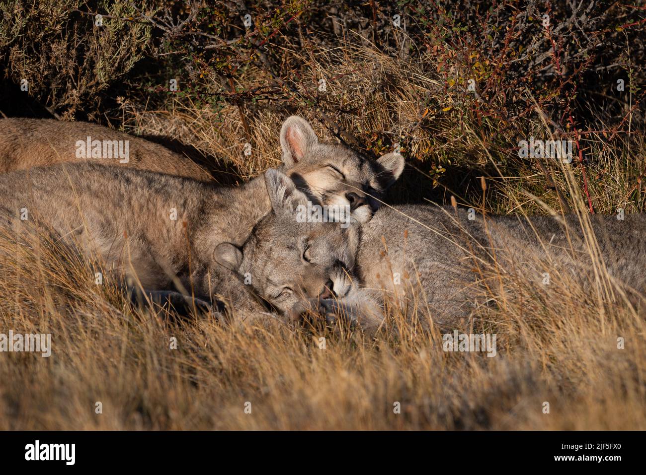 Eine Puma-Familie, die in der Nähe des Nationalparks Torres del Paine, Chile, schläft, kuschelte sich zusammen Stockfoto