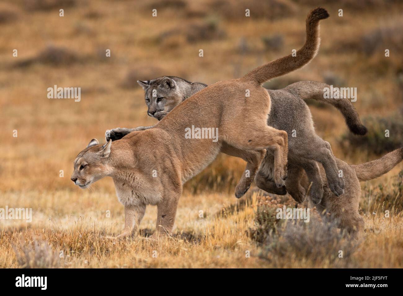 Eine Pumas-Familie, die in Torres del Paine, Chile, läuft und spielt Stockfoto