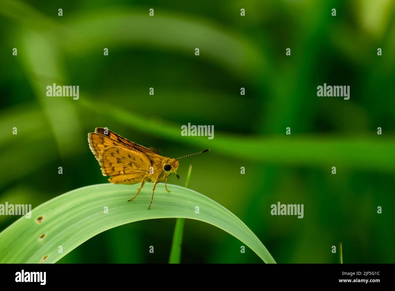 Bild von schönen kleinen gelben Schmetterling auf grünem Blatt Potanthus omaha, allgemein bekannt als der kleine Pfeil, ist eine Art von Skipper Schmetterlinge. Stockfoto