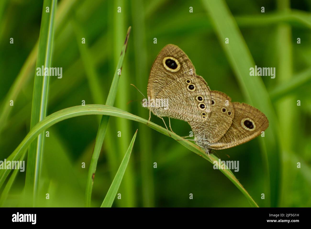 Paarige Schmetterlinge. Ypthima baldus, der gemeinsame fünf-Ring, ist eine Art von Satyrinae Schmetterling in Asien gefunden. Stockfoto