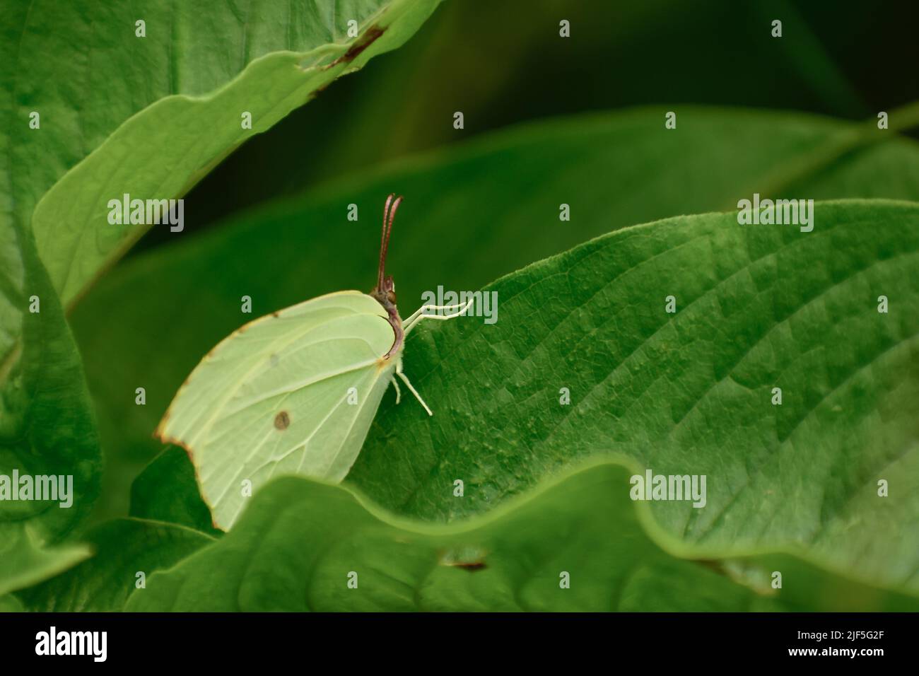 Bild eines schönen grünen Schmetterlings, der auf einem grünen Blatt ruht Gonepteryx rhamni ist ein Schmetterling der Familie Pieridae. Stockfoto