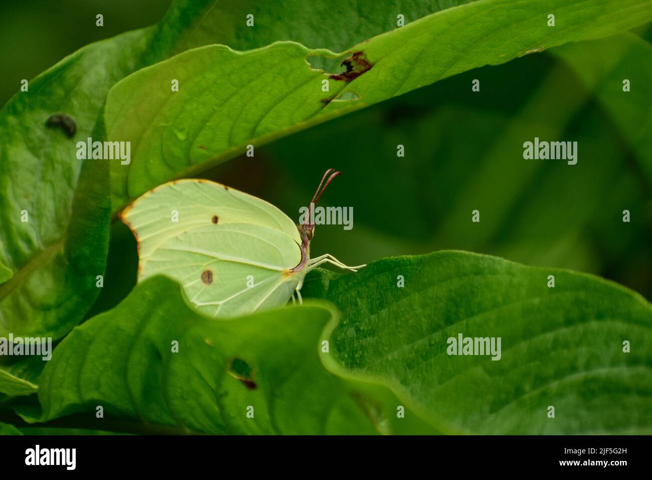 Bild eines schönen grünen Schmetterlings, der auf einem grünen Blatt ruht Gonepteryx rhamni ist ein Schmetterling der Familie Pieridae. Stockfoto