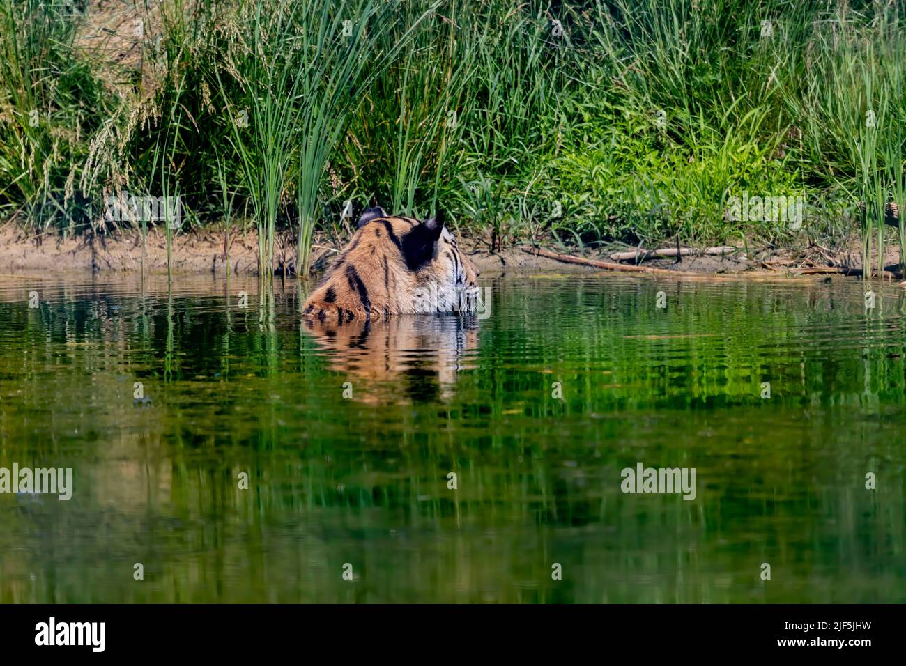 Tiger im Wasser. Szene aus DEM ZOO Stockfoto