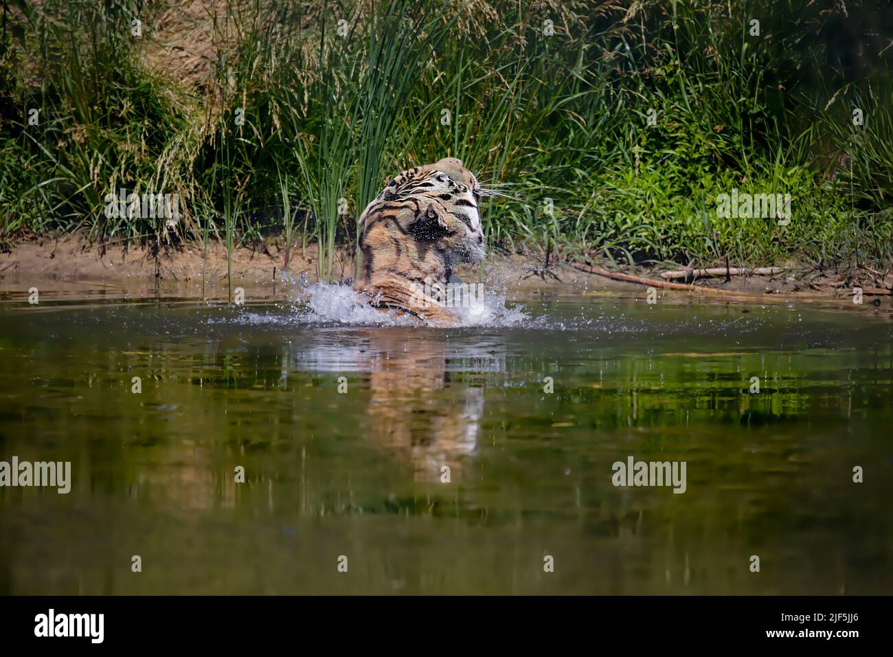 Tiger im Wasser. Szene aus DEM ZOO Stockfoto