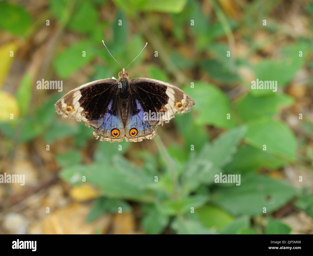 Blauer Stiefmütterchen-Schmetterling auf Baum mit natürlichem grünem Hintergrund, das Muster erinnert an orangefarbene Augen auf dem schwarzen und blauen sowie lila und gelben Flügel Stockfoto