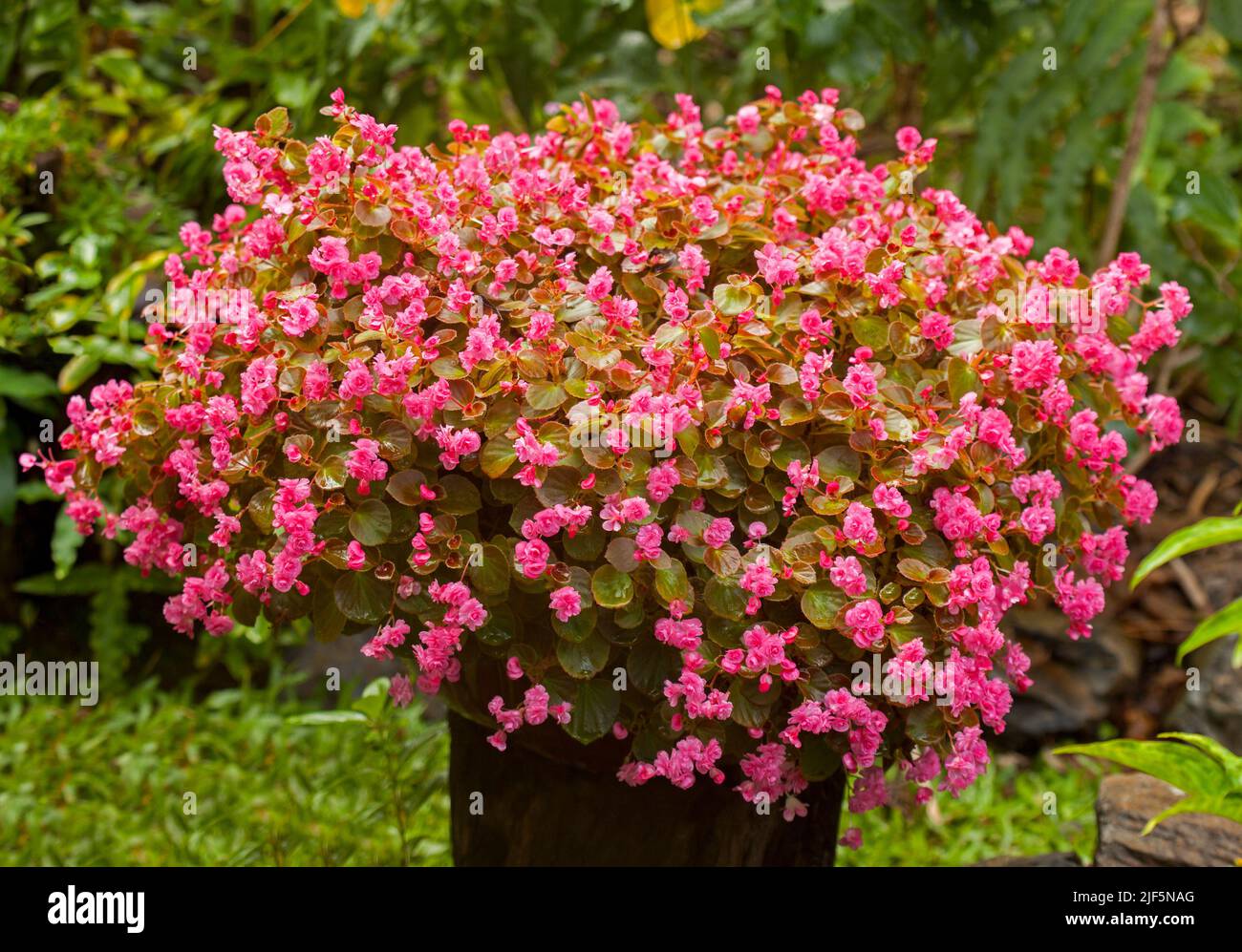 Begonia semperflorens, Bettwäsche Begonia, mit einer Masse von rosa Blüten, die Behälter verbergen, auf dem Hintergrund von grünen Blättern anderer Gartenpflanzen Stockfoto