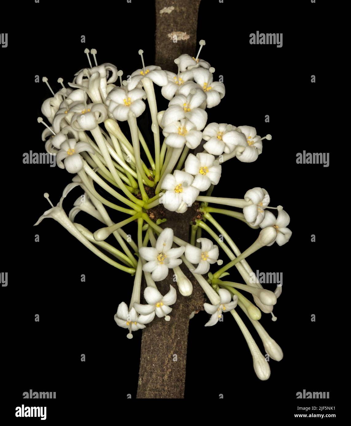 Eine Gruppe von weißen parfümierten Blüten von Phaleria clerodendron, duftende Daphne, die aus dem Stamm dieses australischen einheimischen Regenwaldbaums sprießt Stockfoto