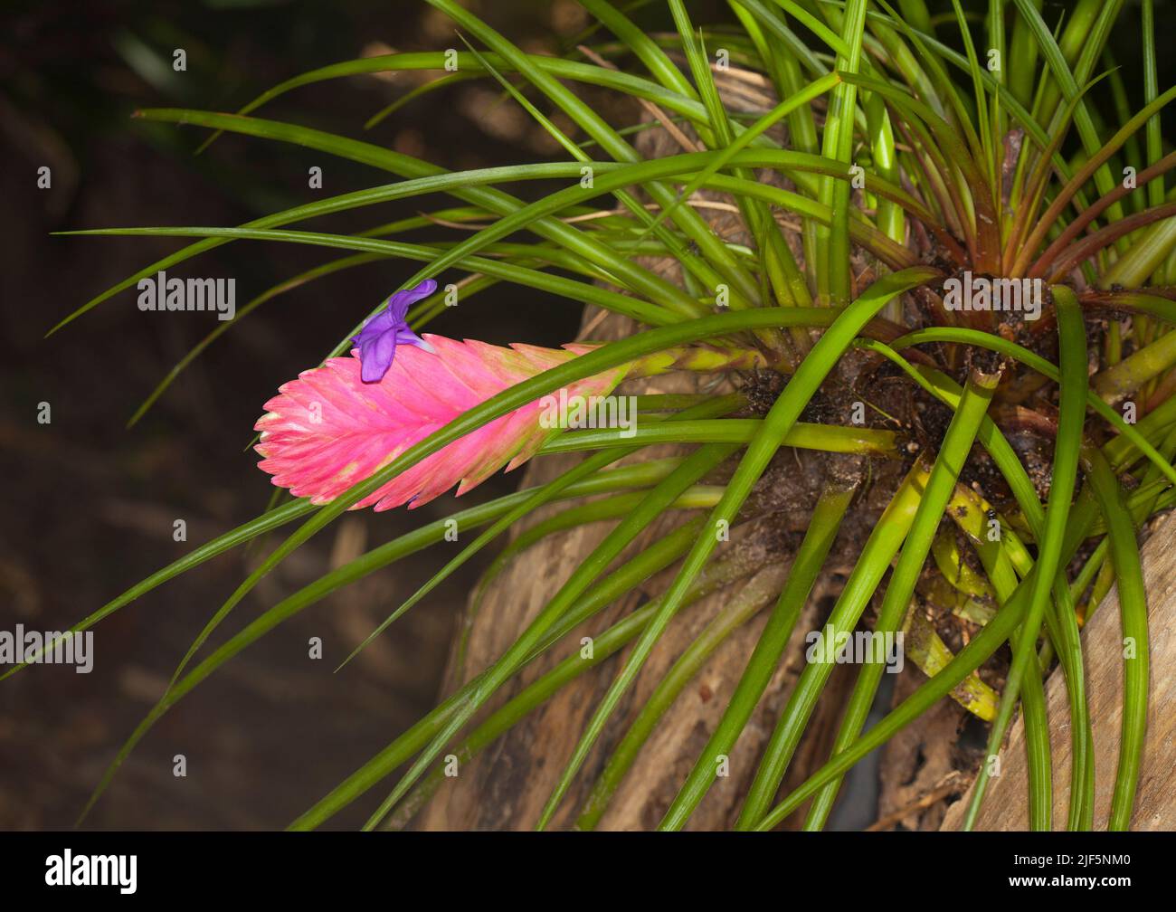 Lange grüne Blätter, leuchtend rosafarbene Blätter und lila duftende Blume von Tillandsia cyanea, einer Bromelie, die in einem Holzstumpf in einem Garten in Australien wächst Stockfoto