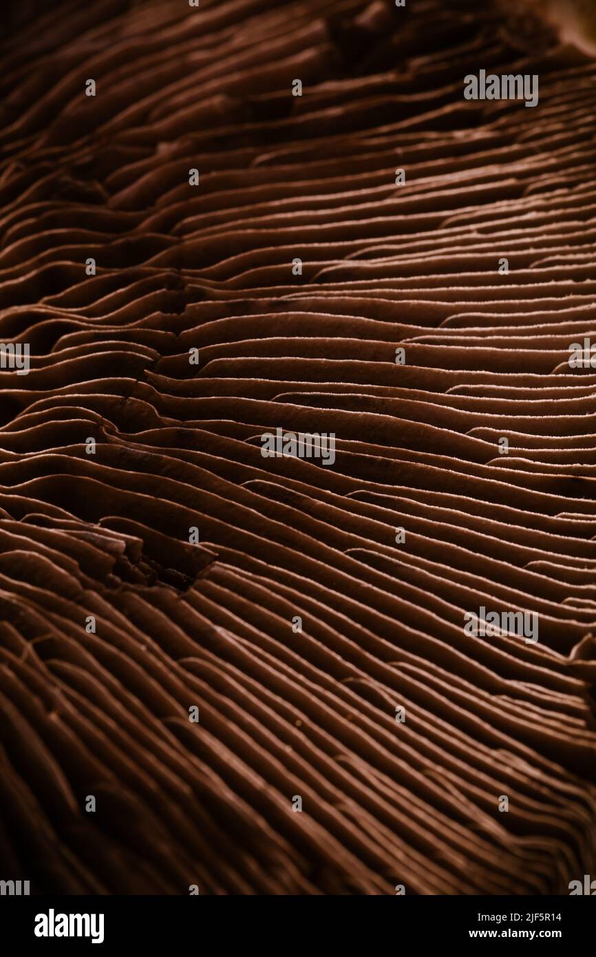 Detail des rohen portobello-Pilzes. Makro, selektiver Fokus. Stockfoto