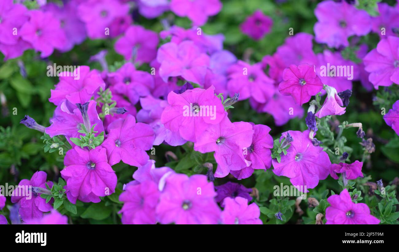 Erstaunlich schöne Blumen lila Petunien im Blumengarten Stockfoto