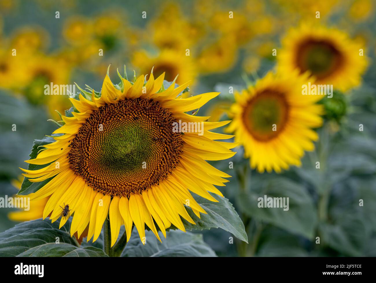 30. Juni 2022, SachsenAnhalt, Bad Dürrenberg Sonnenblumen wachsen auf