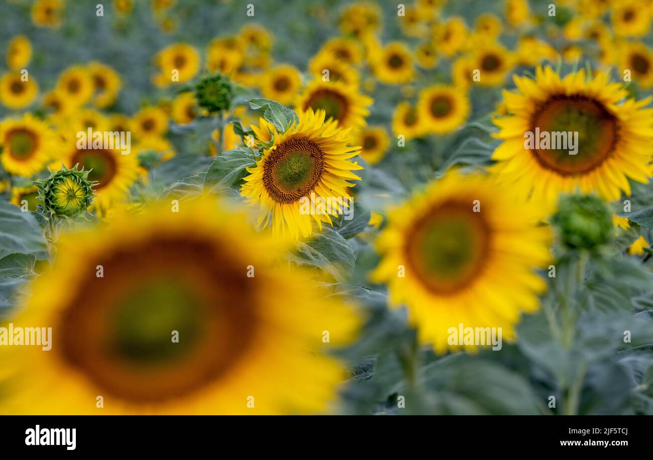30. Juni 2022, SachsenAnhalt, Bad Dürrenberg Sonnenblumen wachsen auf