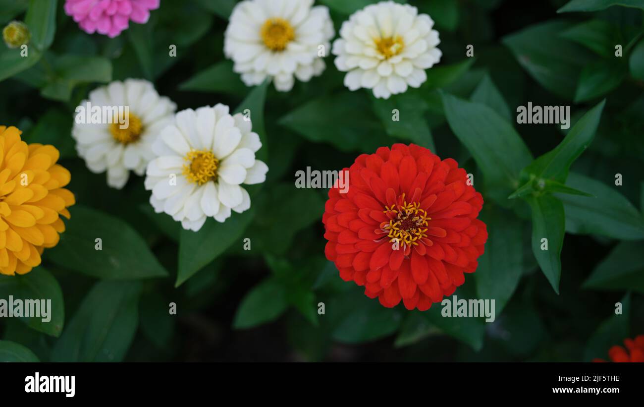 Im Sommer blüht auf dem grünen Gartenbett rot-weiß-gelb Stockfoto