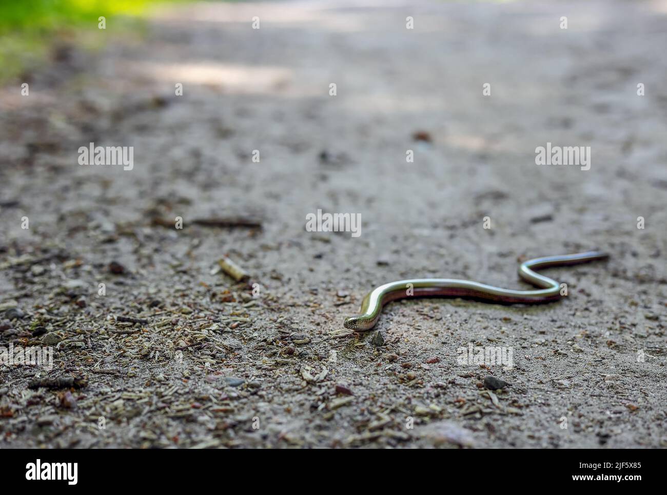 Kleine Schlange kriecht auf dem Waldweg in Polen Stockfoto